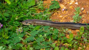 Un biólogo revela la sorprendente guerra secreta de las serpientes contra la plaga que llegará a España en verano