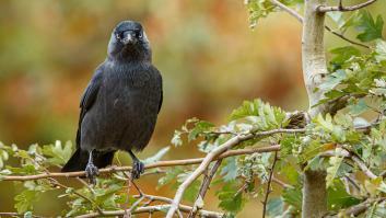 Los municipios de todo un país llegan a un pacto para dar caza al ave protegida que afecta la salud de los vecinos