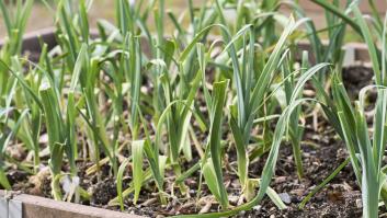 El asesino del colesterol se esconde detrás del alimento español que se produce en cientos de miles de toneladas