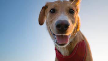 Activan las alarmas tras descubrir el gran problema que causan los más de mil millones de perros domésticos