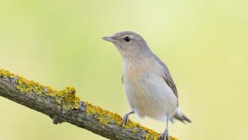 Hallan la hormona que impulsa a las aves migratorias a continuar su viaje
