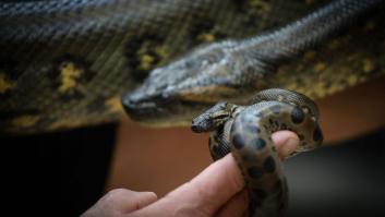 Descubren una anaconda en el Amazonas que amenaza con reescribir los libros de zoología
