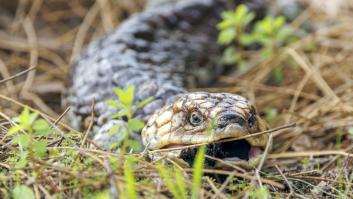 Se asoma en un antiguo pozo y descubre una espeluznante "trampa mortal" en el fondo