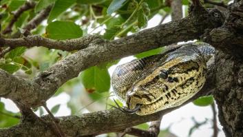 En España plantamos este árbol frutal en cada rincón y resulta que es un imán para las serpientes en verano