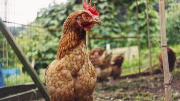 Los abuelos añadían esta mezcla natural a la comida de sus gallinas para crear un cóctel antienfermedades en sus gallineros de autoconsumo