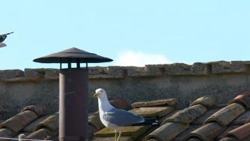 Lo que ha aparecido en pantalla segundos antes del humo blanco: los que se han fijado se han quedado enamorados