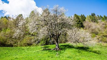 El doble beneficio del árbol de la primavera: dan fruto y son un repelente natural contra las garrapatas