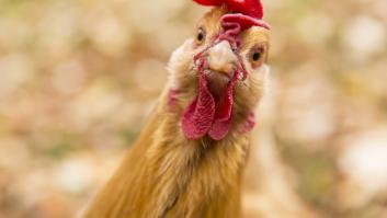 Adiós al veterinario: esparce esta hoja en tu gallinero de autoconsumo para crear un búnker contra enfermedades