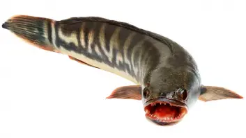 Un pez inquietante invade las aguas y piden a la ciudadanía que le corten la cabeza nada más verlo