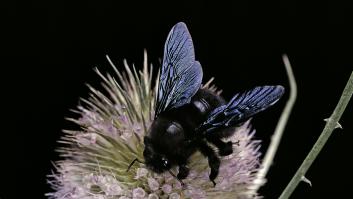 Mensaje tranquilizador por el insecto aterrador similar a la abeja que se ve en España a partir de mayo
