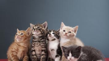 La ciencia sentencia la popular duda sobre la particularidad de los gatos: igual que los humanos