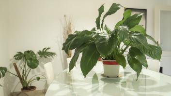 Muchos españoles tienen esta planta en casa y la han declarado un peligro para niños y mascotas
