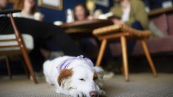 Se queja de un animal dentro del restaurante, pero la respuesta del propietario le quita la razón al instante: "Dio menos ruido que usted"