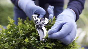 De repeler plagas a una floración generosa: los beneficios de los restos que todos tiran a la basura para estas doce plantas