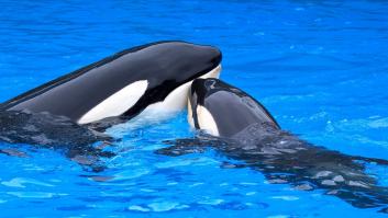 Los internautas escogen el nombre de la nueva orca de Loro Parque y rinde un gran tributo a este precioso espacio natural de Tenerife