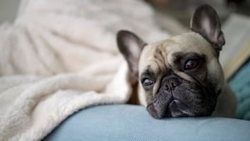 Compra un bulldog por Internet, deja de ser cachorro y se da cuenta de que ha caído en la mejor estafa de la historia