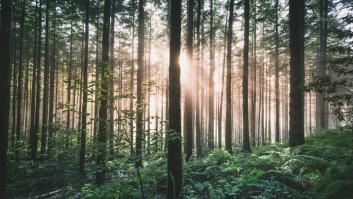 El enclave de Lugo que los amantes de Jurassic Park tienen que ver sí o sí: digno para cualquiera de las películas