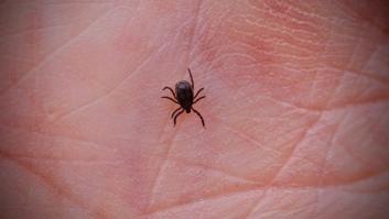 Las garrapatas huyen al instante con el producto de solo unos céntimos que protege mejor que el aerosol químico