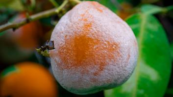 No tires una mandarina con moho: tienes un tesoro contra la plaga que invade casas desde hace meses