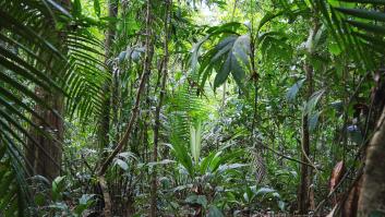 Ni praderas ni sabanas: un estudio descubre el posible primer hogar de los humanos y el hallazgo lo cambia todo