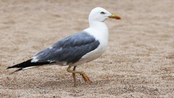 Científicos dan la voz de alerta tras detectar una neurotoxina en las gaviotas