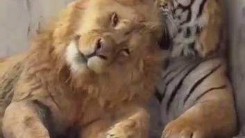 Ligre, el animal híbrido que se creó al cruzar un león y una tigresa