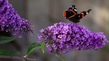 Esta planta sobrevive a la sequía y convierte tu jardín en un "oasis de mariposas"