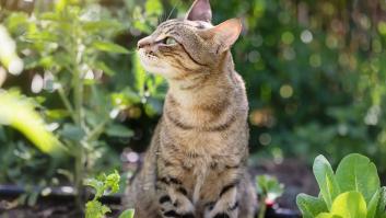 Hay dos soluciones naturales para que tu gato deje de usar tu huerto como arenero