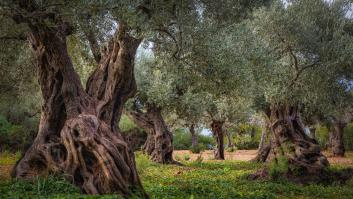 Ni los olivos de Jaén ni los de Córdoba: el mejor está en la otra punta de España y tiene 1.200 años de antigüedad