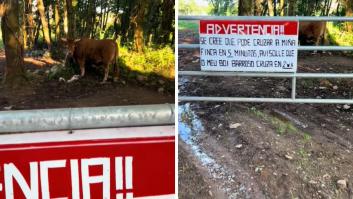 Un ganadero gallego se cansa de los domingueros y prepara un plan de "disuasión" con su buey Barroso