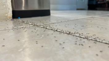 Las hormigas huyen despavoridas de esta verdura por su olor y aconsejan colocarla junto a la puerta si quieres evitar una plaga