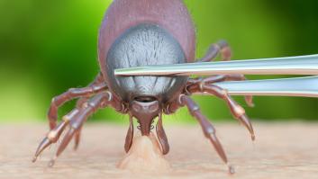 Un cazador experimentado enseña cómo deshacerse de una garrapata con un trozo de la fibra que todos los españoles tienen en su baño