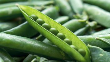 Unos investigadores analizan la infravalorada planta común en España y descubren en ella la clave contra la sequía