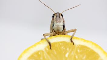 El objeto común en todos los hogares españoles que es un imán para las cucarachas y que debes tirar cuanto antes