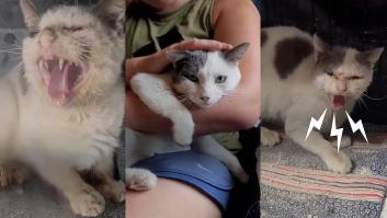 Encuentran un gato callejero, parecía demasiado salvaje y acaban conquistando su corazón: "Gracias por salvarle"