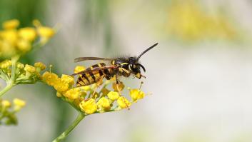 Ni químicos ni trampas: el trucazo natural para mantener alejadas a las avispas de tu jardín