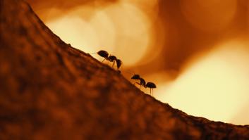 Respuesta certera al enigma de las hormigas que vagan ciegamente a la espiral de la muerte