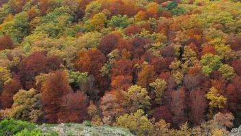 En Italia piden hacer las maletas para visitar en masa el bosque inmortal español "que ha visto el Imperio Romano"