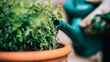 Muchos quitan esta planta del jardín sin saber que es una aniquiladora de plagas