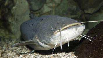 Alertan sobre el pez monstruoso invasor que lo devora todo: hasta los perros corren peligro