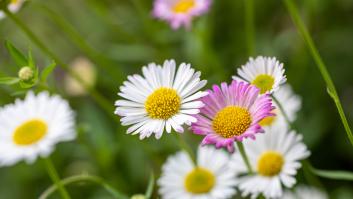 Las bonitas margaritas adornan el césped y en realidad están mandando una terrible señal: tu jardín está pidiendo ayuda a gritos