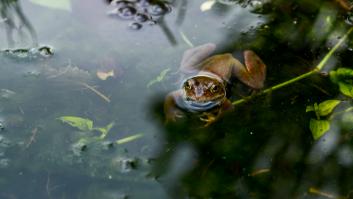 Un ganadero español pasea por un río, ve algo que parece una cadena insignificante y descubre un futuro "pelotón"