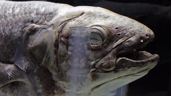 Investigadores logran grabar un "fósil viviente" extremadamente raro: "Es un momento histórico"