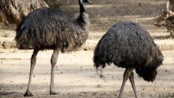 El país que perdió una guerra contra un tipo de ave que no puede volar