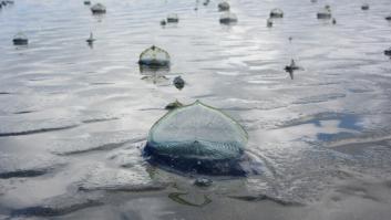 Inquietud por las criaturas similares a otro planeta que invaden las playas: "Mi perro trató de comerse uno"