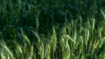 No solo procesionarias: los veterinarios españoles alertan del riesgo que trae el aumento de lluvias para los perros