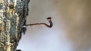 Hay una explicación a por qué algunos árboles de España tienen un clavo oxidado en su tronco