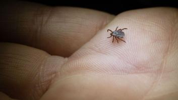 Alerta por el reptil invasor que se adentra en parques españoles llevando una peligrosa garrapata