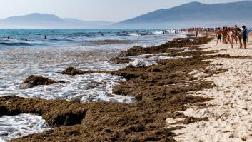 España frena el innovador proyecto de Mango con las plantillas de zapatos con alga invasora