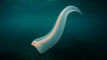 Alerta de invasión en el Mediterráneo de una misteriosa especie mortal: los investigadores piden no bajar la guardia